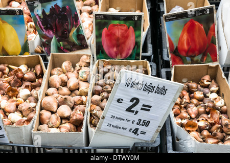 Bulbes de tulipes en vente au marché aux fleurs d'Amsterdam, Amsterdam Pays-Bas Banque D'Images