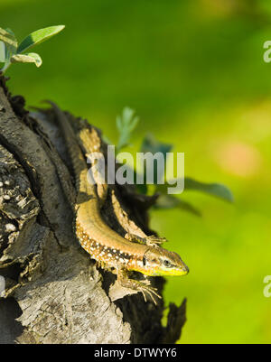 Little Green Lizard on tree trunk Banque D'Images