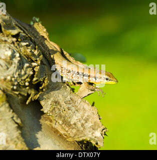 Little Green Lizard on tree trunk Banque D'Images