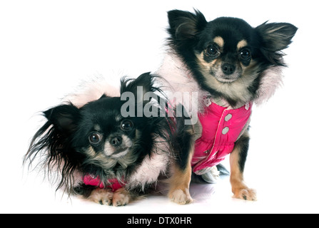 Chihuahuas dressed in front of white background Banque D'Images