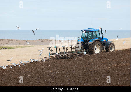 Récupération des mouettes comme agriculteur laboure un champ près de Salthouse sur la côte nord du comté de Norfolk. Banque D'Images