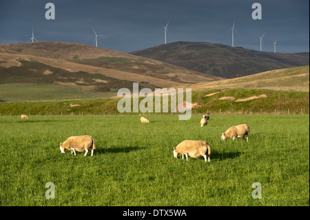 En pâturage de brebis Cheviot pâturages faible, avec des éoliennes sur la lande à l'arrière-plan. Lanarkshire, UK Banque D'Images