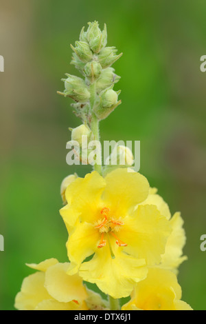 Denseflower Mullein Banque D'Images