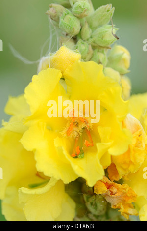 Denseflower Mullein Banque D'Images