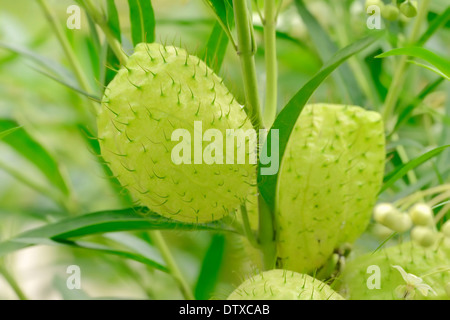 Narrow-Leaf Bush Coton Banque D'Images