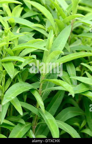 Estragon mexicain Banque D'Images