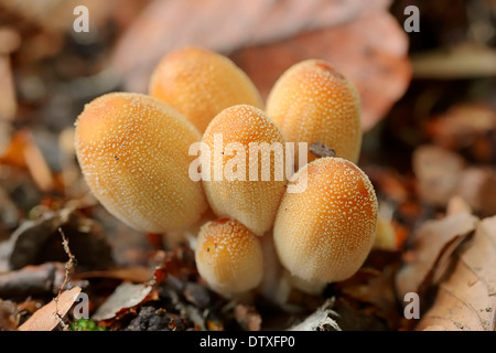 Inkcap scintillants Banque D'Images