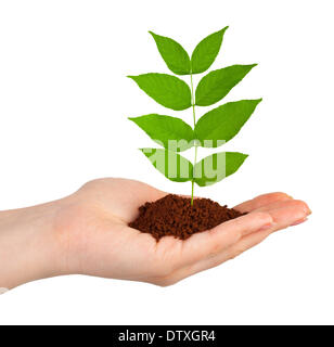 Main et plantes Banque D'Images