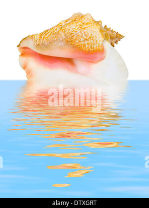 Coquille spiralée dans l'eau de mer Banque D'Images