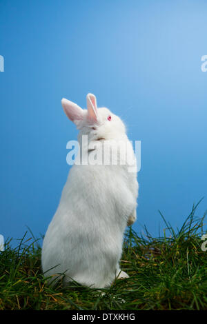 White fluffy bunny debout sur l'herbe Banque D'Images