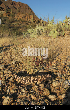 Monstre de Gila camouflés en désert de Sonora en Arizona Banque D'Images