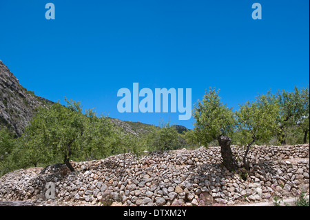 Verger d'amandiers en haute montagne d'Espagne près de Parcent, Espagne. Banque D'Images