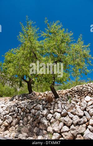 Verger d'amandiers en haute montagne d'Espagne près de Parcent, Espagne. Banque D'Images