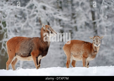 Mouflon européen Banque D'Images