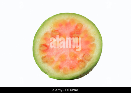 Goyave commune Banque D'Images