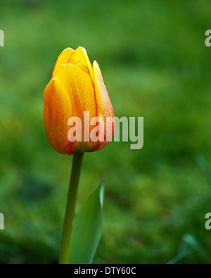 Blooming Tulip- la tulipe est une plante bulbeuse vivace à fleurs voyantes dans le genre Tulip Banque D'Images