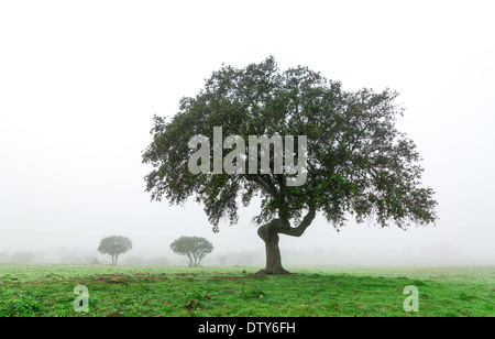 Paysage humide avec Lonely Tree dans le brouillard du matin, l'hiver au Portugal Banque D'Images