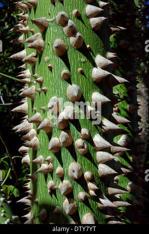 Arbre de soie (Chorisia speciosa), le parc Alamillo, Séville, Andalousie, Espagne, Europe Banque D'Images