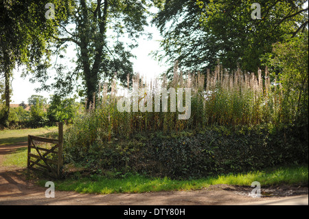Vieux Mur de pierre et la porte en pleine campagne Banque D'Images
