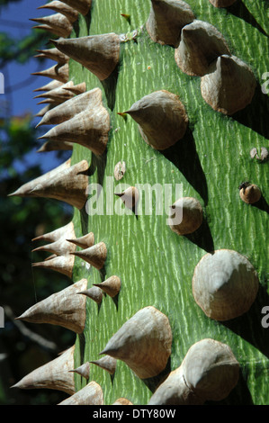 Arbre de soie (Chorisia speciosa), le parc Alamillo, Séville, Andalousie, Espagne, Europe Banque D'Images