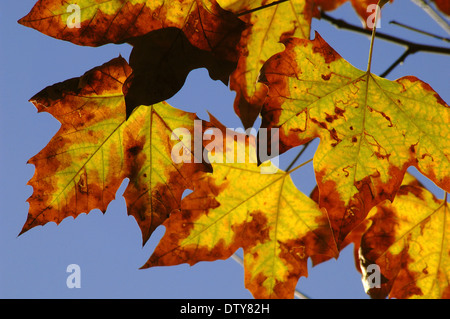 (Platanus hispanica avion hybride), le parc Alamillo, Séville, Andalousie, Espagne, Europe Banque D'Images