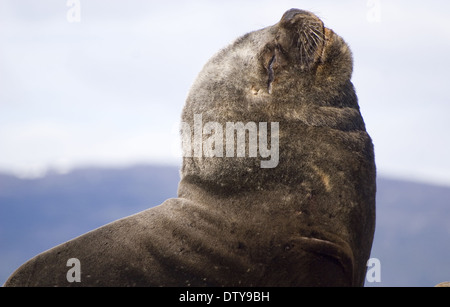 Loup de mer, Ushuaia, Tierra del Fuego, Argentine, de l'île Banque D'Images