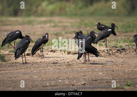 Abdims stork troupeau à côté du lac en Ouganda Banque D'Images
