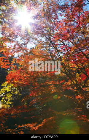 Feuilles d’automne Banque D'Images