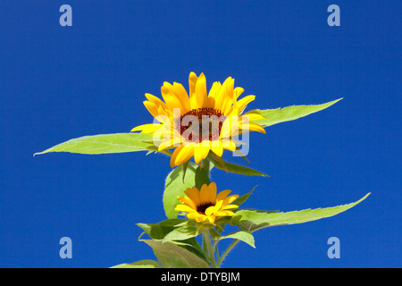 Tournesols Banque D'Images