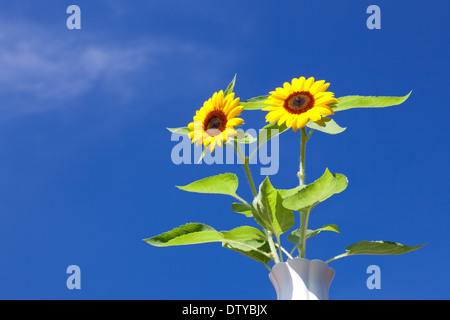 Tournesols Banque D'Images