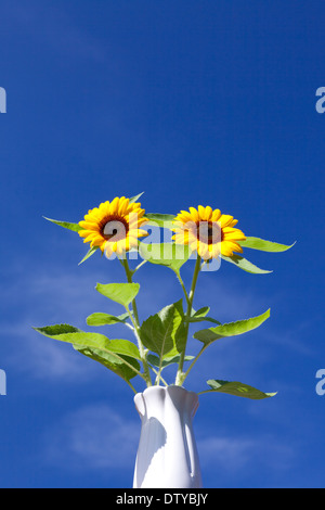 Tournesols Banque D'Images