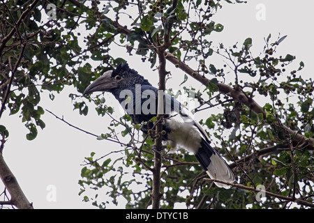 Le noir et blanc casqued hornbill en Ouganda Banque D'Images