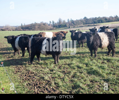 Race rare à ceinture au troupeau de bovins de la ferme Lux, Playford, Suffolk, Angleterre Banque D'Images