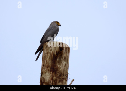 Kestrel gris sur le post en Ouganda Banque D'Images