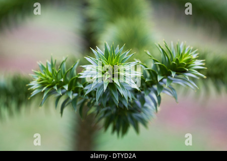 Araucaria araucana. Monkey puzzle arbre branche. Banque D'Images