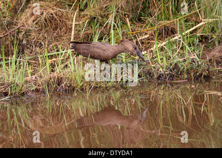 Casting Hammerkop reflet dans l'Ouganda Banque D'Images