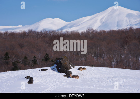 La neige à Hokkaido, Japon Banque D'Images