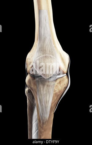 Les ligaments du genou droit Banque D'Images