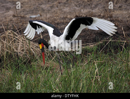 Bec de selle stork chasse en terrain marécageux en Ouganda Banque D'Images