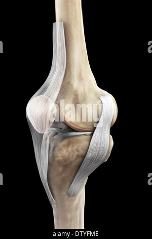 Les ligaments du genou droit Banque D'Images