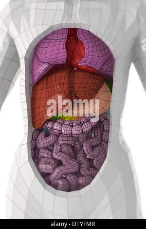 Anatomie humaine Banque D'Images