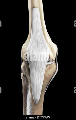 Les ligaments du genou droit Banque D'Images