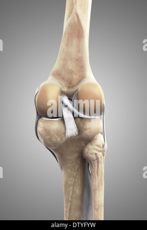 Les ligaments du genou droit Banque D'Images