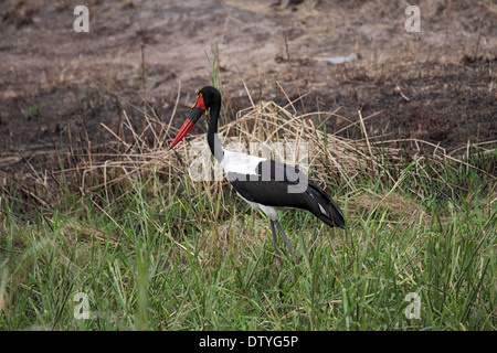 Bec de selle stork chasse en terrain marécageux en Ouganda Banque D'Images
