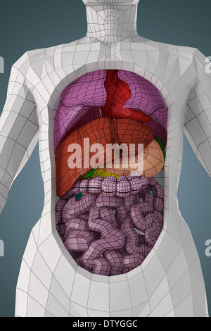 Anatomie humaine Banque D'Images