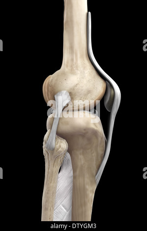 Les ligaments du genou droit Banque D'Images