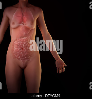 Anatomie féminine Banque D'Images