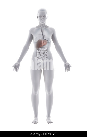 Anatomie du foie Banque D'Images