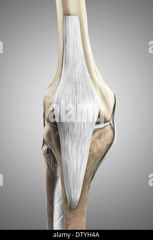 Les ligaments du genou droit Banque D'Images