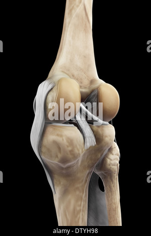 Les ligaments du genou droit Banque D'Images
